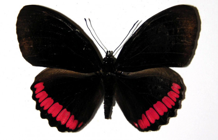 Figura 20. Adulto de <i>Biblis</i> aganisaDHJ01 (Nymphalidae), hembra vista dorsal, localidad Gongora Bananal Sector Cacao ACG (600m). Voucher: 04-SRNP-46910-DHJ97706.jpg.