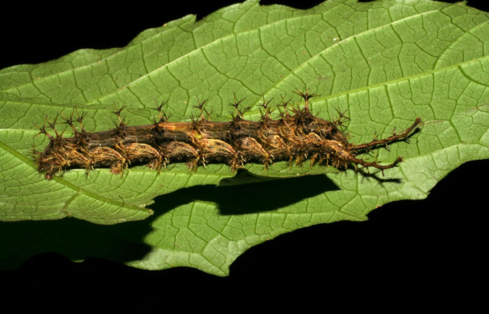 Figura 21. Larva <i>Biblis aganisa</i> (Nymphalidae), último estadío (U) vista lateral, localidad Sendero Puertas Sector Del Oro ACG (400m). Voucher: 05-SRNP-21775-DHJ403538.jpg.