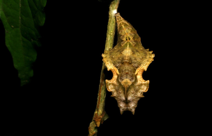 Figura 15. Pupa de <i>Biblis</i> aganisaDHJ03 (Nymphalidae), vista dorsal, localidad Sendero colegio Sector San Cristóbal ACG (520m). Voucher: 05-SRNP-21800-DHJ403548jpg.