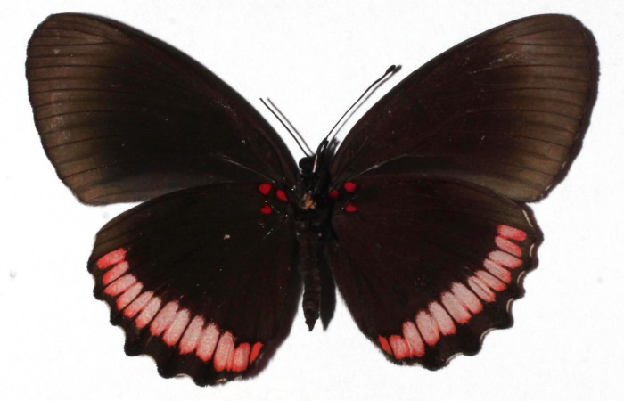 Figura 1. Adulto de <i>Biblis</i> aganisaDHJ02 (Nymphalidae), vista central, localidad Camino Rio Niño  Sector Rincon Rain Forest ACG (326m). Voucher: 16-SRNP-27492-DHJ924213.jpg.