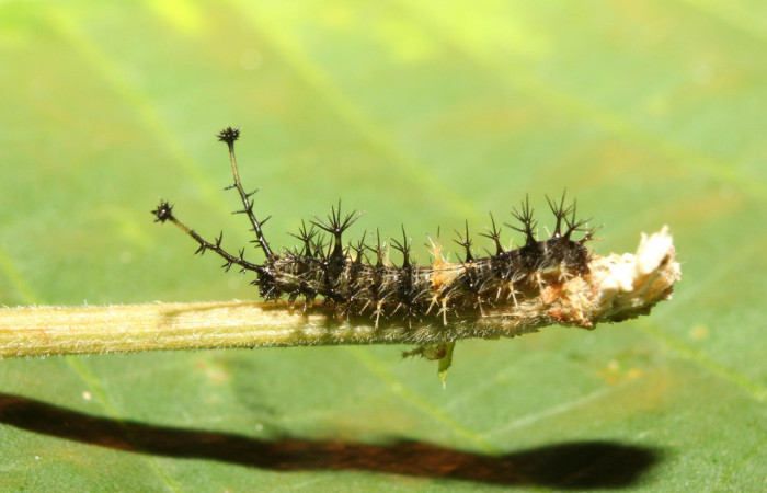 Figura 2. Larvitas <i>Biblis</i> aganisaDHJ02 (Nymphalidae), tercer estadío (PPU) vista lateral, localidad Vochysia Sector Rincón Rain Forest ACG (320m). Voucher: 17-SRNP-70834-DHJ737289.jpg.