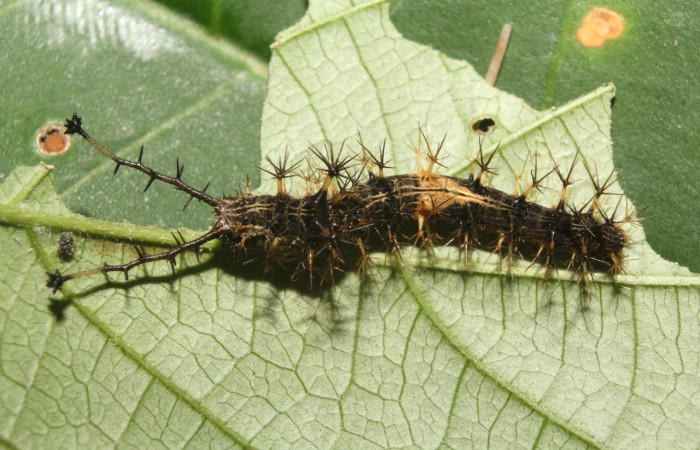 Figura 4. Larva <i>Biblis</i> aganisaDHJ02 (Nymphalidae), penúltimo estadío (PU) vista dorsal, localidad Sendero Manguera Sector Pitilla ACG (470m). Voucher:17-SRNP-70834-DHJ737295.jpg.