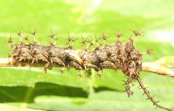 Figura 6. Larva <i>Biblis</i> aganisaDHJ02 (Nymphalidae), último estadío (U) vista lateral, localidad Sendero Manguera Sector Pitilla ACG (470m). Voucher:17-SRNP-70834-DHJ737300.jpg.