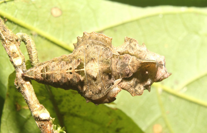 Figura 9. Pupa de <i>Biblis</i> aganisaDHJ02 (Nymphalidae), vista dorsal, localidad Sendero Manguera Sector Pitilla ACG (470m) Voucher:17-SRNP-70834-DHJ737310.jpg.