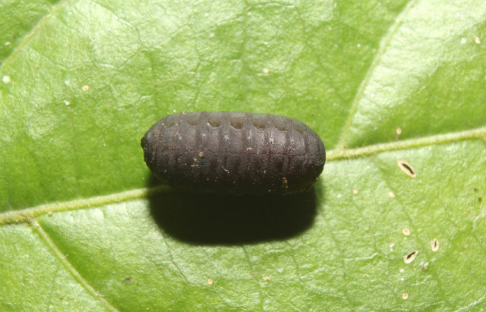Figura 23. Pupario de parásito <i>Pseudosturmia</i> Janzen35 (Tachinidae) que ataca <i>Biblis aganisa</i> (Nymphalidae), localidad Sendero Manguera Sector Pitilla ACG (470m). Voucher: 17-SRNP-71358-DHJ738221.jpg.