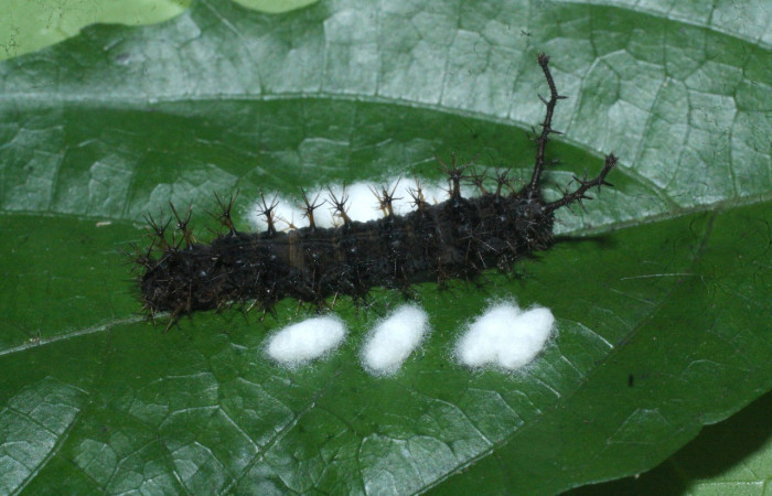 Figura 24. Capullos de parásito <i>Diolcogaster</i> Choi55 Braconidae) que ataca <i>Biblis aganisa</i> (Nymphalidae), localidad Meterologico Sector Del Oro ACG (590m). Voucher: 18-SRNP-20285-DHJ711083.jpg.