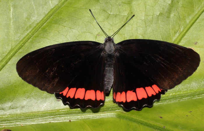 Figura 22 Adulto de <i>Biblis aganisa</i> (Nymphalidae), hembra vista dorsal, localidad Sendero Puertas, Sector Del Oro ACG (400m). Voucher: 19-SRNP-20697-DHJ757430.jpg.