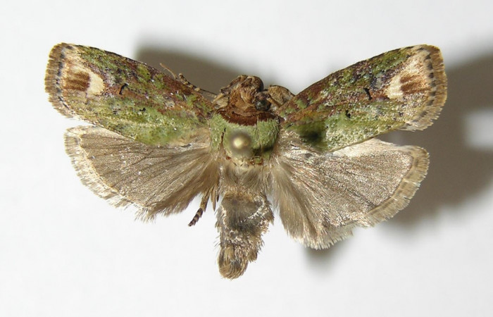 Figura 7. Adulto de <i>Chlamydastis christhompsoni</i> (Depressariidae), macho vista dorsal, localidad Quebrada Cementerio, Sector San Cristóbal ACG (700m). Voucher: 03-SRNP-5656-DHJ340318.jpg.
