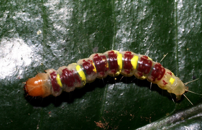 Figura 2. Larva <i>Chlamydastis christhompsoni</i> (Depressariidae), penúltimo estadío (PU) vista dorsal, localidad Sendero Arenales, Sector Cacao ACG (1080m). Voucher: 06-SRNP-36703-DHJ419127.jpg.
