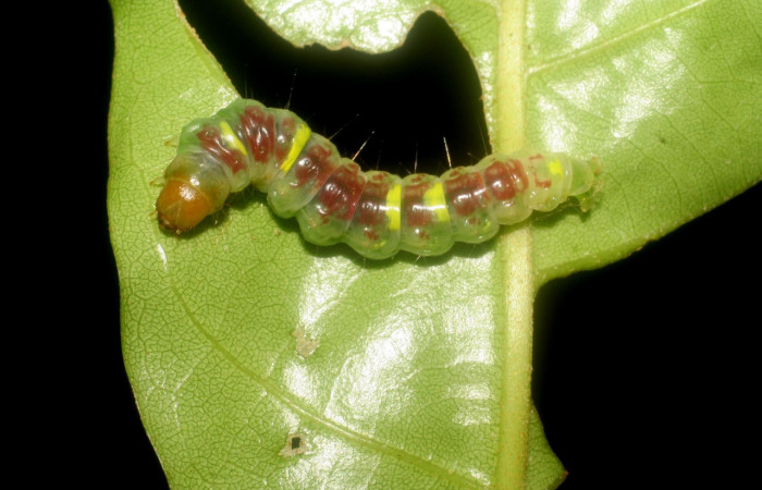 Figura 3. Larva <i>Chlamydastis christhompsoni</i> (Depressariidae), último estadío (U) vista dorsal, localidad Sendero Perdido, Sector San Cristóbal ACG (620m). Voucher: 08-SRNP-1515-DHJ437101.jpg.