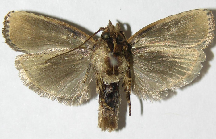 Figura 10. Adulto de <i>Chlamydastis christhompsoni</i> (Depressariidae), hembra vista ventral, localidad Tangelo, Sector Del Oro ACG (410m). Voucher: 09-SRNP-20126-DHJ503423.jpg.