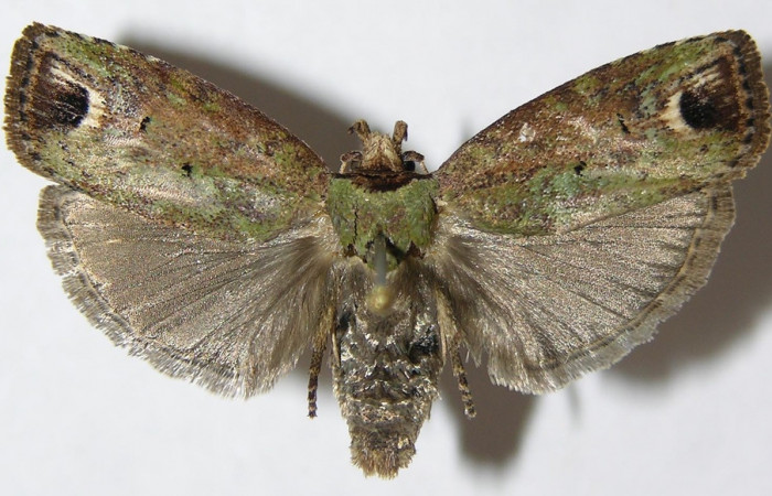 Figura 1. Adulto de <i>Chlamydastis christhompsoni</i> (Depressariidae), vista dorsal, localidad Tangelo, Sector Del Oro ACG (410m). Voucher: 09-SRNP-20242-DHJ503424.jpg.