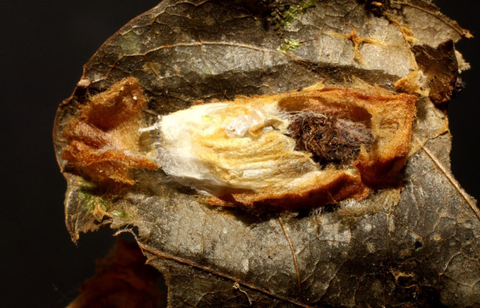 Figura 11. Capullo de parásito <i>Hypomicrogaster</i> Whitfield21 (Braconidae) que ataca <i>Chlamydastis christhompsoni</i> (Depressariidae), localidad Puente Palma, Sector San Cristóbal ACG (440m). Voucher: 09-SRNP-4613-DHJ474930.jpg.