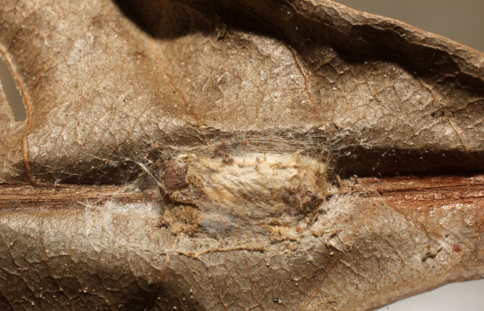 Figura 12. Capullo de parásito <i>Hypomicrogaster</i> Janzen27 (Braconidae) que ataca <i>Chlamydastis christhompsoni</i> (Depressariidae), localidad Finca San Gabriel, Sector San Cristóbal ACG (645m). Voucher: 12-SRNP-2427-DHJ801060.jpg.