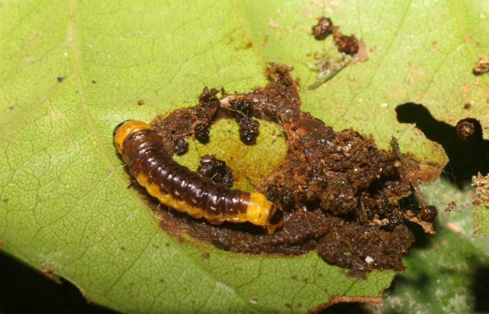 Figura 17. Larva <i>Chlamydastis</i> tryphonEPR02 (Depressariidae), último estadío (U) vista dorsal, localidad Puente Palma, Sector San Cristobal ACG (460m). Voucher: 18-SRNP-1617-DHJ705304.jpg.