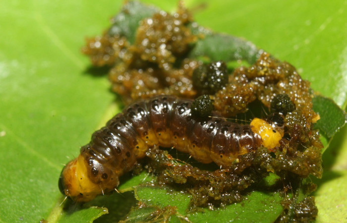 Figura 18. Larva <i>Chlamydastis rhomaeopa</i> (Depressariidae), último estadío (U) vista dorsal, localidad Leonel Estación Biológica Quica, Sector Pitilla ACG (510m). Voucher: 18-SRNP-71050-DHJ742308.jpg.