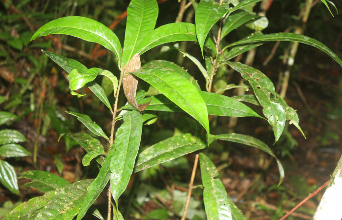 Figura 19. Planta hospedera de <i>Chlamydastis christhompsoni</i> (Depressariidae), esta planta se llama <i>Pouteria reticulata</i> (Sapotaceae), localidad Sendero Manguera Estación Biológica Quica, Sector Pitilla ACG (470m), foto: Ricardo Calero 12 Octubre 2022.