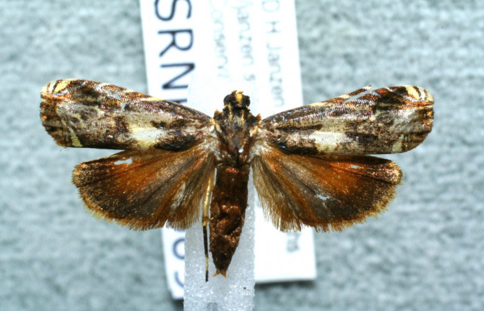 Fig. 12  Adulto<i> Hilarographa</i> ribbeiDHJ02, mostrando parte ventral  (hembra).   Voucher 11-SRNP-32689-DHJ560923.jpg.  