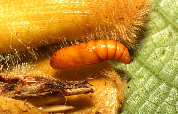 Fig. 9 Pupa de larva <i>Hilarographa</i> ribbeiDHJ02, vista lateral entero, 10 mm de largo.  Voucher 11-SRNP-32721-DHJ484316.jpg   