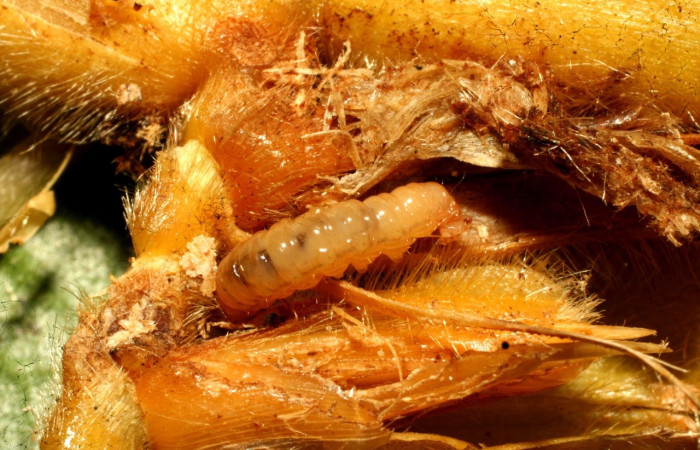 Fig. 5 Larva <i>Hilarographa ribbei</i> en penúltimo, estadio con 11mm de largo, localizada en el Sector Pitilla.   Voucher 11-SRNP-32723-DHJ484326.jpg.