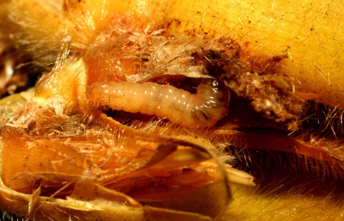 Fig. 6 Larva <i>Hilarographa ribbei</i>. En penultimo estadio, 11 mm de largo, en planta hospedera <i>Calathea lasiostachya</i>.   Voucher 11-SRNP-32723-DHJ484327.jpg.