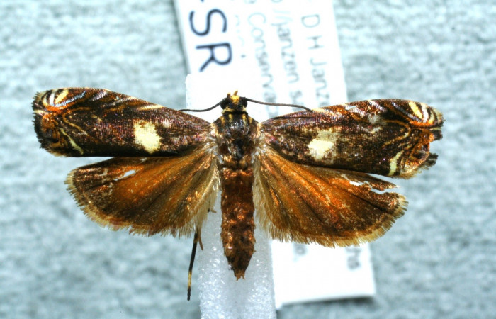 Fig. 10 Adulto <i>Hilarographa</i> ribbeiDHJ02, mostrando parte dorsal (hembra).   Voucher 11-SRNP-32868-DHJ560926.