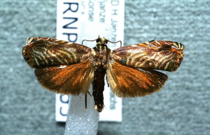  Fig. 11 Adulto <i>Hilarographa </i> ribbeiDHJ02 mostrando parte dorsal (macho).   Voucher 11-SRNP-32953-DHJ560964