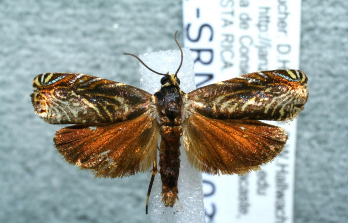 Fig. 12  Adulto <i>Hilarographa</i> ribbeiDHJ02, mostrando parte ventral  (hembra).   Voucher 11-SRNP-32689-DHJ560923.jpg.  