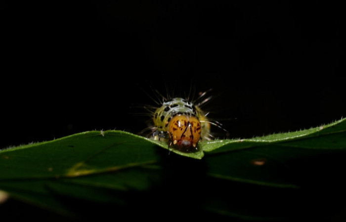 Fig.11 Vista frontal, <i>Epicorsia</i> avilalisDHJ01 (Crambidae), se colectó 06 Agosto 2009, Sector Mundo Nuevo, Camino Pozo Tres, 733mts. (09-SRNP-57124-DHJ460529.jpg)