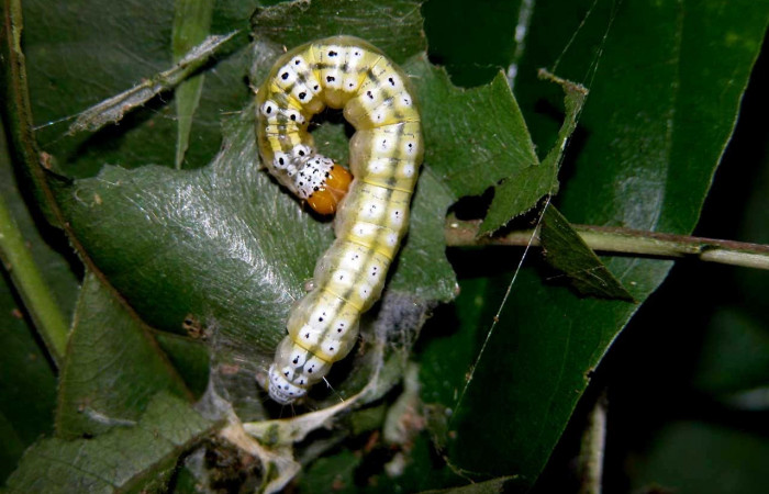 Fig.13 Vista dorsal, <i>Epicorsia </i>avilalisDHJ02 (Crambidae), se colectó 19 Agosto 2005, Sector Cacao, Gongora Bananal, 600mts. (05-SRNP-47329-DHJ408043.jpg).