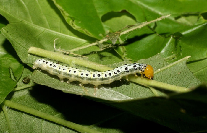 Fig.15 Vista lateral dorsal, <i>Epicorsia</i> avilalisDHJ04 (Crambidae), se colectó 01 Agosto 2017, Sector Cacao, Quebrada Otilio, 550mts. (17-SRNP-36122-DHJ734130.jpg).
