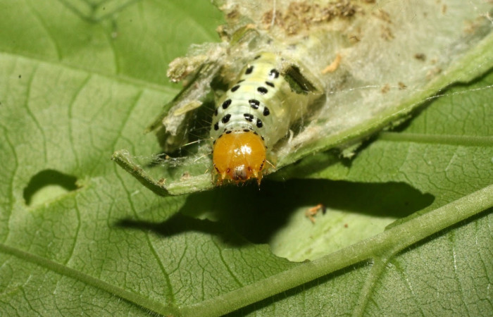 Fig.16 Vista frontal, <i>Epicorsia</i> avilalisDHJ04 (Crambidae), se colectó 01 Agosto 2017, Sector Cacao, Quebrada Otilio, 550mts. (17-SRNP-36122-DHJ734134.jpg)