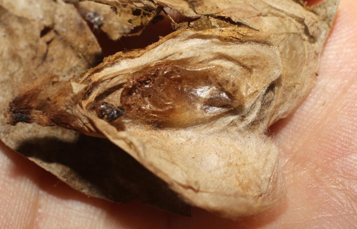 Fig.20 Observamos capullo de parásito <i>Cremnops violaceipennis</i> (Braconidae), con resto de larva <i>Epicorsia</i>  avilalisDHJ02 (Crambidae ), (10-SRNP-56077-DHJ802251.jpg).