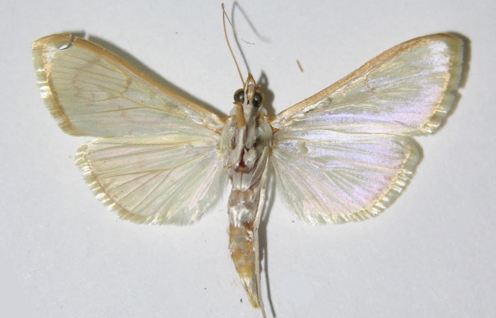 Fig.2 Vista ventral macho <i>Epicorsia</i> avilalisDHJ01 (Crambidae), eclosionó 10 Octubre 1992, Sector Santa Rosa, Cafetal 280 mts.(92-SRNP-5367-DHJ332435).