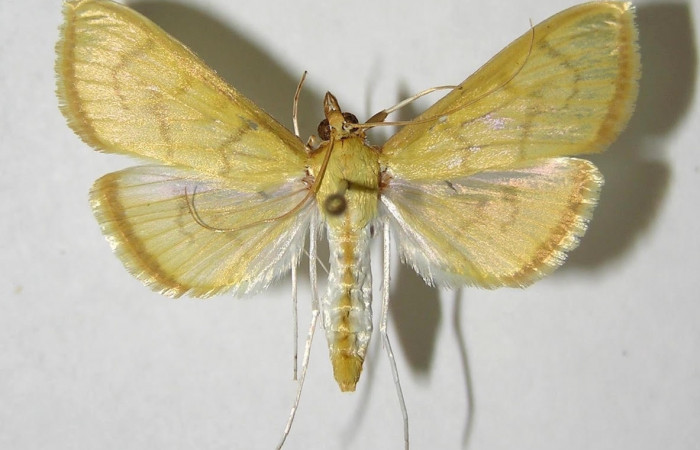 Fig.3 Vista dorsal hembra <i>Epicorsia</i> avilalisDHJ02 (Crambidae), eclosionó 19 junio 2006, Sector San Cristóbal, Finca San Gabriel 645 mts. (06-SRNP-4038-DHJ353846).
