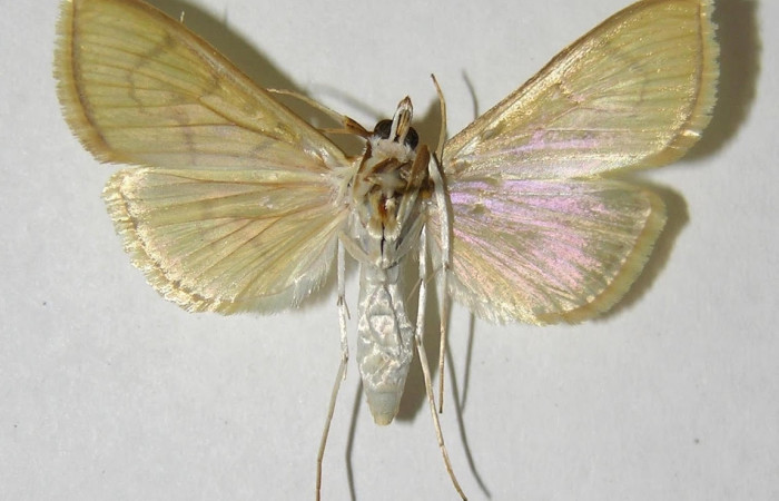 Fig.4 Vista dorsal hembra <i>Epicorsia</i> avilalisDHJ02 (Crambidae), eclosionó 19 junio 2006, Sector San Cristóbal,  Finca San Gabriel 645 mts. (06-SRNP-4038-DHJ353847).