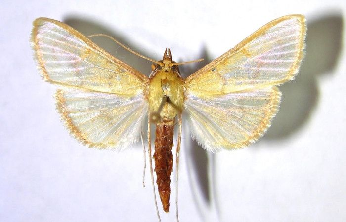 Fig.5 Vista dorsal <i>Epicorsia</i> avilalisDHJ03 (Crambidae), eclosionó 13 Abril 1999, Sector San Cristóbal, Bosque Trampa Malaise, 815 mts. (99-SRNP-4803-DHJ368658).