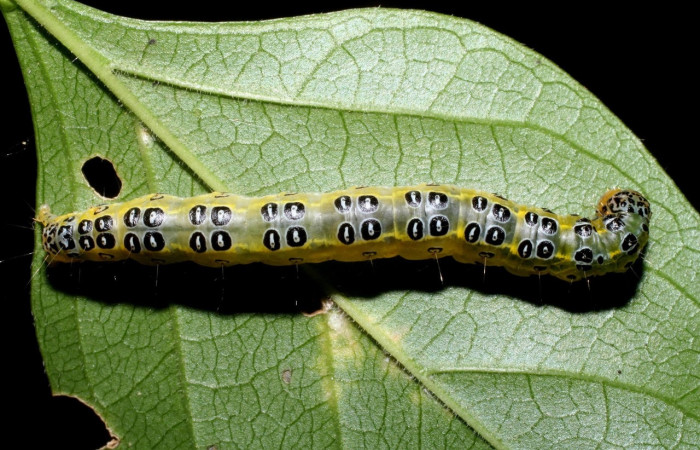 Fig.9 Vista dorsal, <i>Epicorsia</i> avilalisDHJ01 (Crambidae), se colectó 06 Agosto 2009, Sector Mundo Nuevo, Camino Pozo Tres, 733mts.(09-SRNP-57124-DHJ460525.jpg).
