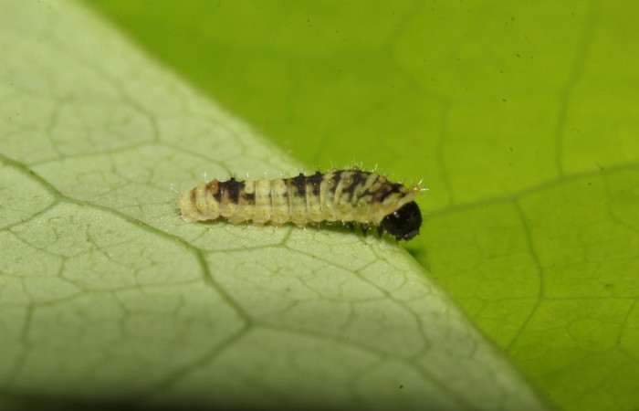 Figura 2. Larva <i>Eurytides pausanias</i> (Papilionidae). Posición entero lateral en la hoja de la planta <i>Annona amazonica</i> (Annonaceae). 17-SRNP-32186-DHJ740313.jpg.