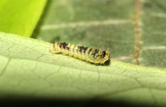 Figura 4. Larva <i>Eurytides pausanias</i> (Papilionidae). Posición entero lateral en la hoja de la planta <i>Annona amazonica</i> (Annonaceae). 17-SRNP-32186-DHJ740316.jpg.