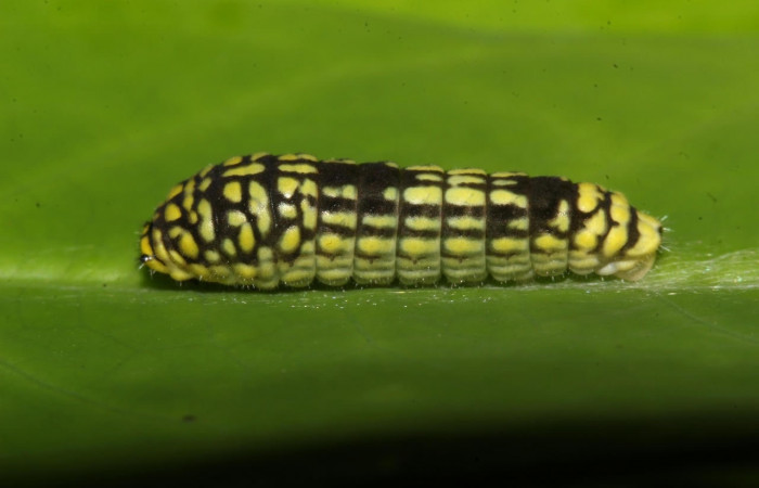 Figura 7. Larva <i>Eurytides pausanias</i> (Papilionidae). Posición entero larteral en la hoja de la planta <i>Annona amazonica</i> (Annonaceae). 17-SRNP-32194-DHJ740317.jpg.