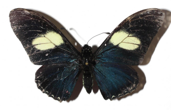 Figura 12. Adulto de <i>Eurytides pausanias</i> (Papilionidae). Área de Conservación Guanacaste, Sector Santa Rosa. 17-SRNP-32197-DHJ932262.