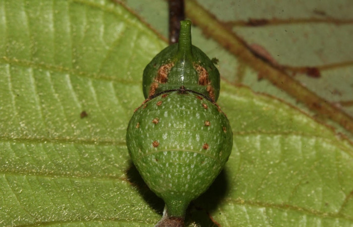 Figura 10. Pupa de <i>Eurytides pausanias</i> (Papilionidae). En la rama de la planta hospedera <i>Annona amazonica</i> (Annonaceae). 17-SRNP-32198-DHJ740579.jpg.
