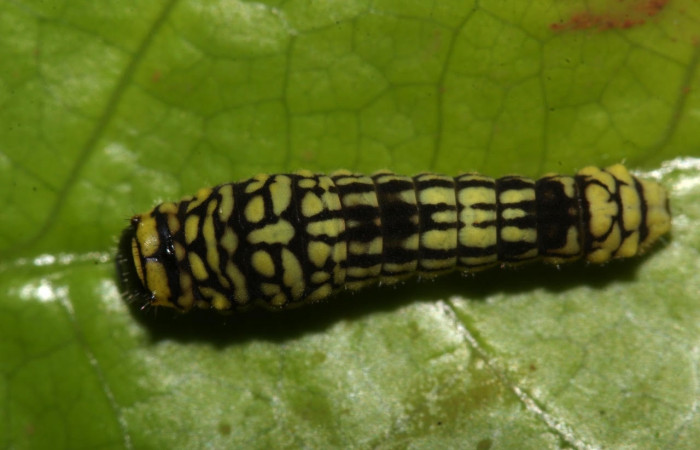 Figura 6. Larva <i>Eurytides pausanias</i> (Papilionidae). Posición entero dorsal en la hoja de la planta [iAnnona amazonica</i> (Annonaceae). 17-SRNP-32200-DHJ740324.jpg.