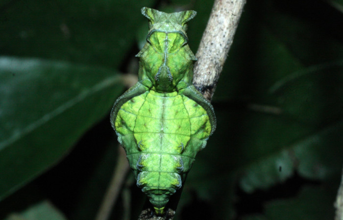 Fig. 11 Parte dorsal de la pupa de <i>Parides photinus</i> (Papilionidae) (18-SRNP-20157-DHJ710968). 02 de Mayo 2018, Cañón Rio Mena Sector Del Oro.