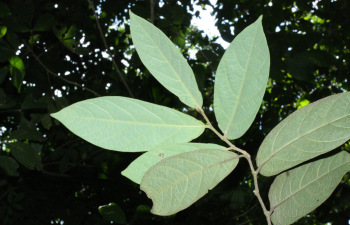 Fig. 17 Envez de hojas <i>Aristolochia arborea</i> (Aristolochiacea). 16 de Abril 2018, Cañon Rio Mena Sector Del Oro, 06 de Abril 2018. Cañón Rio Mena Sector Del Oro. Cañón Rio Mena Sector Del Oro. Fotografías. Roster Moraga Medina.