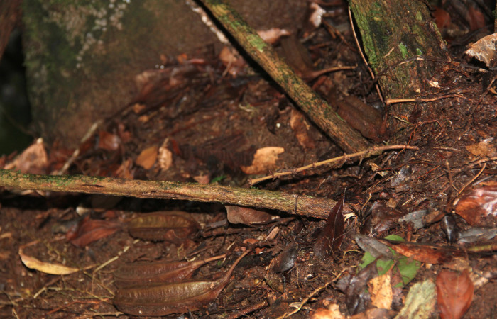 Fig. 18 Frutos de <i>Aristolochia arborea</i> (Aristolochiacea). 08 de Noviembre 2018, Cañón Rio Mena Sector Del Oro. Fotografías. Roster Moraga Medina.