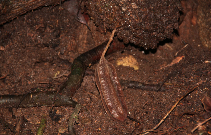 Fig. 19 Frutos de <i>Aristolochia arborea</i> (Aristolochiacea). 08 de Noviembre 2018, Cañón Rio Mena Sector Del Oro. Fotografías. Roster Moraga Medina.