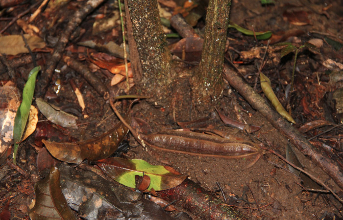 Fig. 20 Fruto de <i>Aristolochia arborea</i> (Aristolochiacea). 08 de Noviembre 2018, Cañón Rio Mena Sector Del Oro. Fotografías. Roster Moraga Medina.