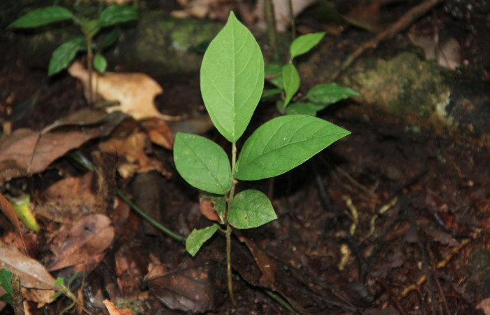 Fig. 25 Plantita de <i>Aristolochia arborea</i> (Aristolochiacea). 08 de Noviembre 2018, Cañón Rio Mena Sector Del Oro. Fotografías. Roster Moraga Medina.